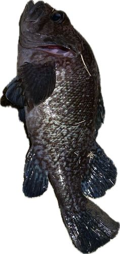 ソイの釣果