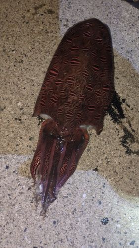 モンゴイカの釣果
