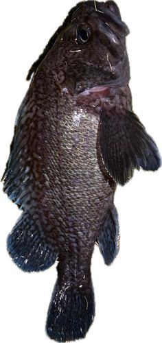 ソイの釣果