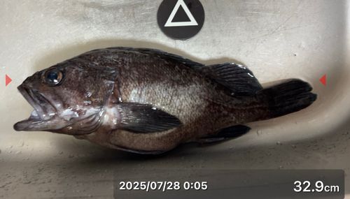 ソイの釣果