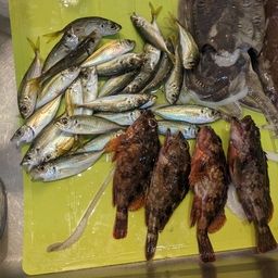 アラカブ