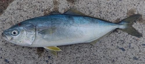 ワカシの釣果
