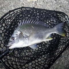 キビレの釣果