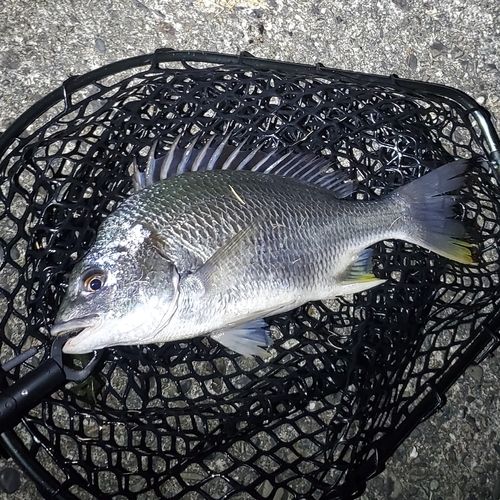 キビレの釣果