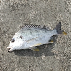 キビレの釣果