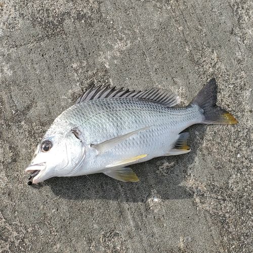 キビレの釣果