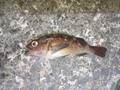 エゾメバルの釣果