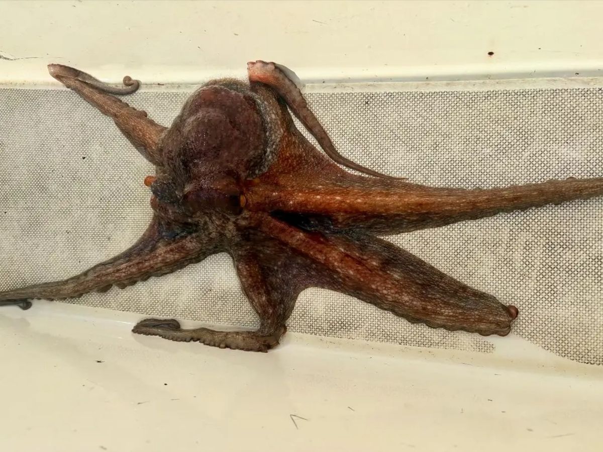 U.M.Aさんの釣果 2枚目の画像