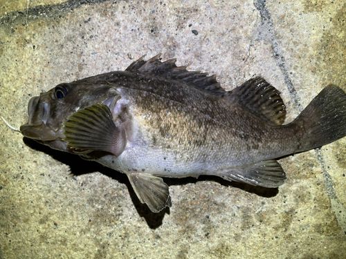 クロソイの釣果