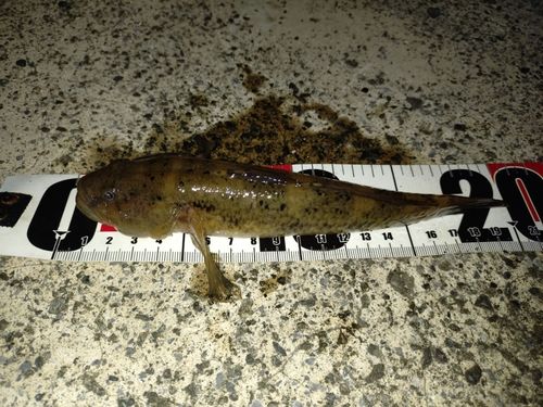 ウロハゼの釣果