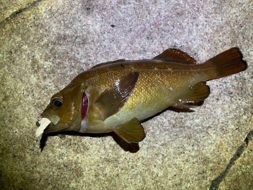 エゾメバルの釣果