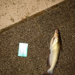 アメリカナマズ