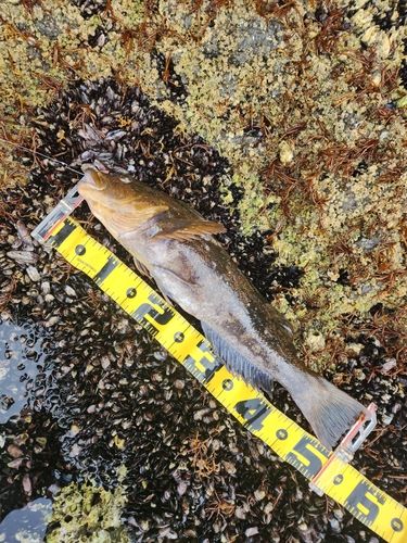 アブラコの釣果