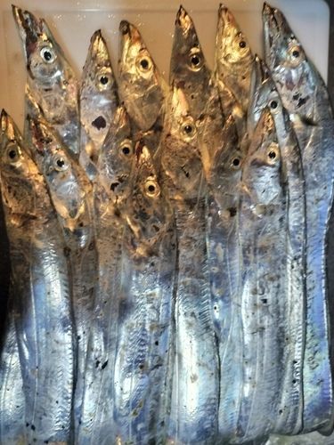 タチウオの釣果