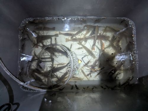 テナガエビの釣果