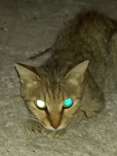 ハネ（ヒラスズキ）の釣果