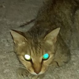 ハネ（ヒラスズキ）