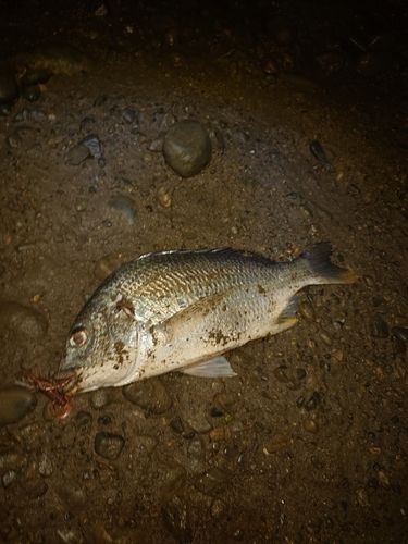 キビレの釣果