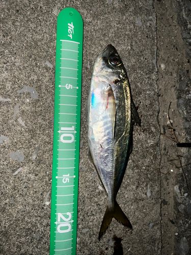 マアジの釣果