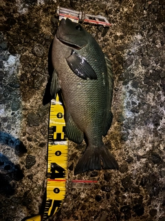 メジナの釣果
