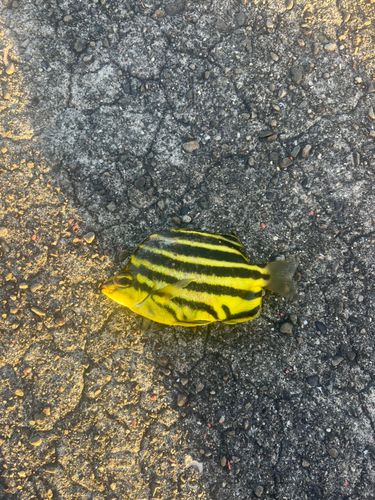 カゴカキダイの釣果