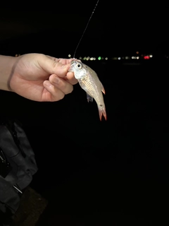 ネンブツダイの釣果