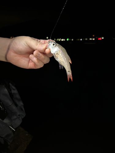 ネンブツダイの釣果