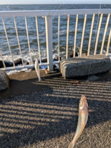 シロギスの釣果