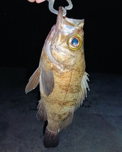 メバルの釣果