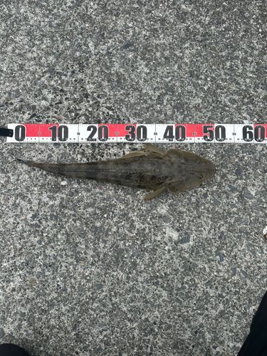 コチの釣果