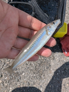 シロギスの釣果