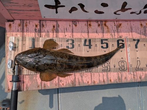 マゴチの釣果