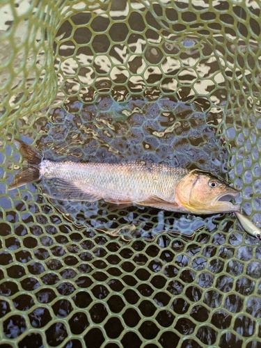 ケタバスの釣果