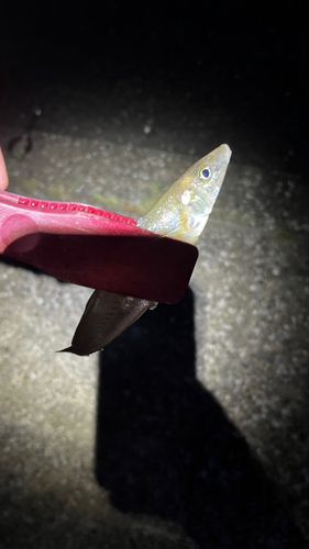キスの釣果
