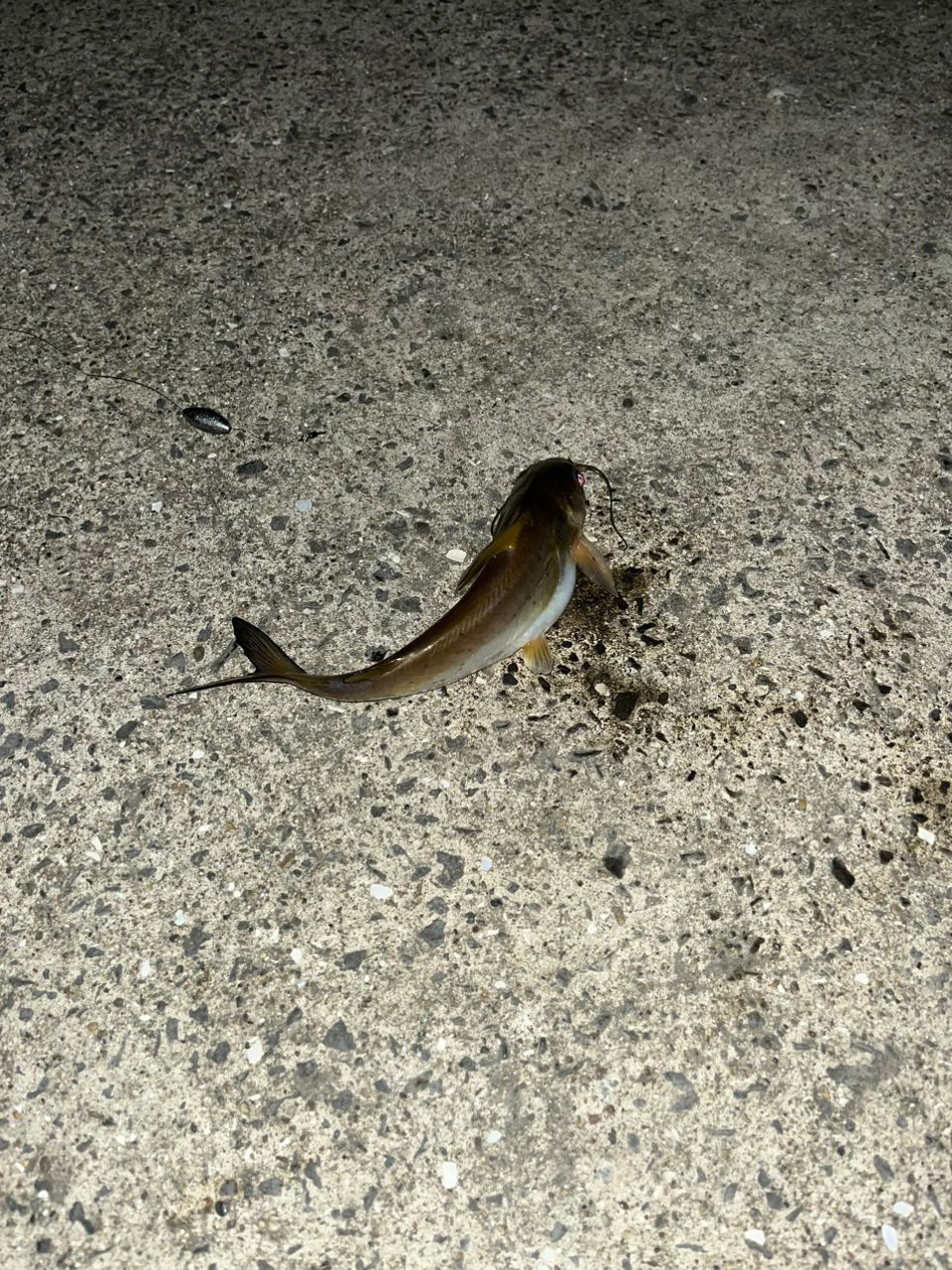 アメリカナマズ