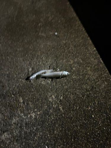 ボラの釣果