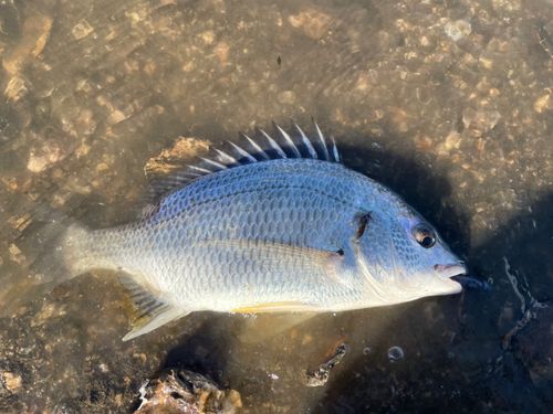 キビレの釣果