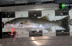 シーバスの釣果