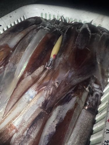 スルメイカの釣果