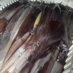 スルメイカ