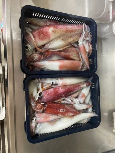 ケンサキイカの釣果