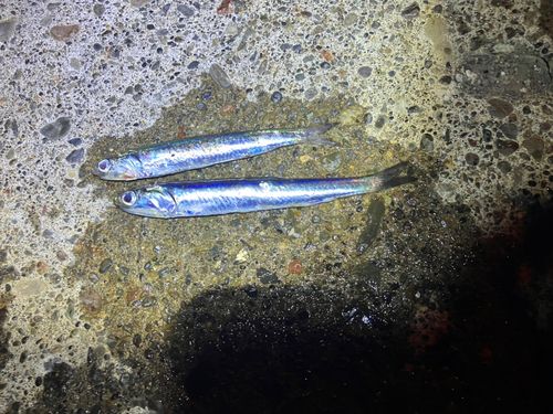 カタクチイワシの釣果