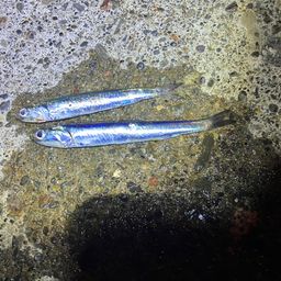 カタクチイワシ