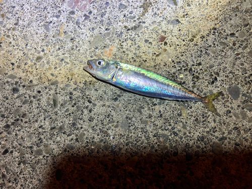 サバの釣果