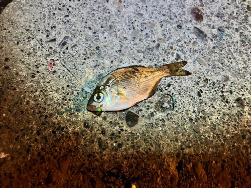 ウミタナゴの釣果