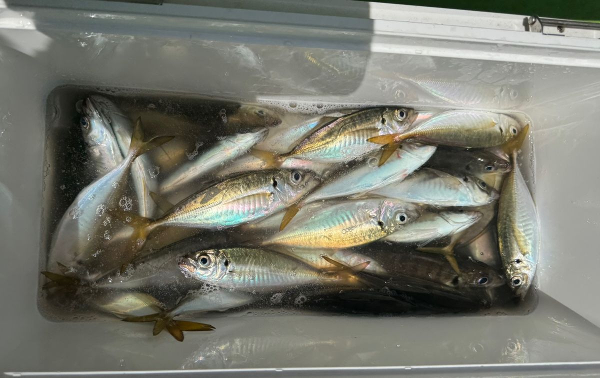 kunchanさんの釣果 1枚目の画像