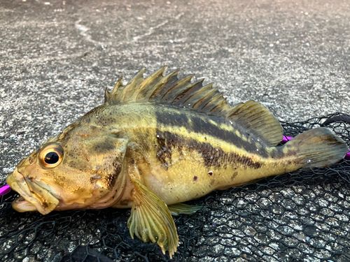 シマソイの釣果
