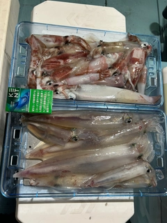 ケンサキイカの釣果