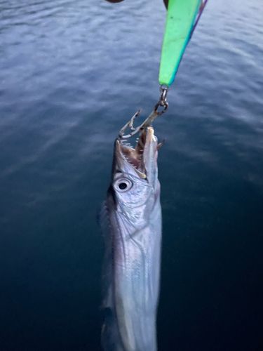 タチウオの釣果