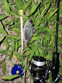 ヒイラギの釣果